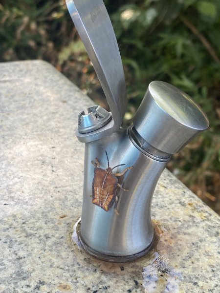 【四獸山 Short】虎豹象先行！獅山封閉中，等新步道開箱再相見2888829