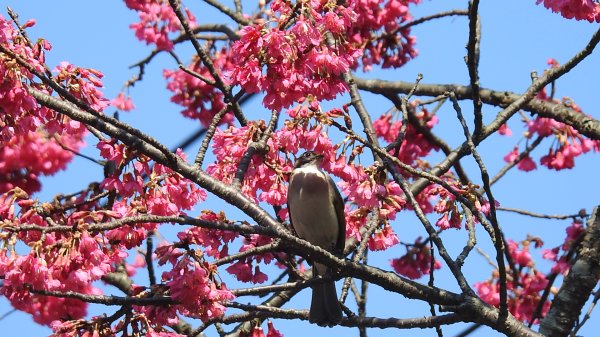 追花是簡單的快樂，賞花是恬淡的幸褔 2/112710543