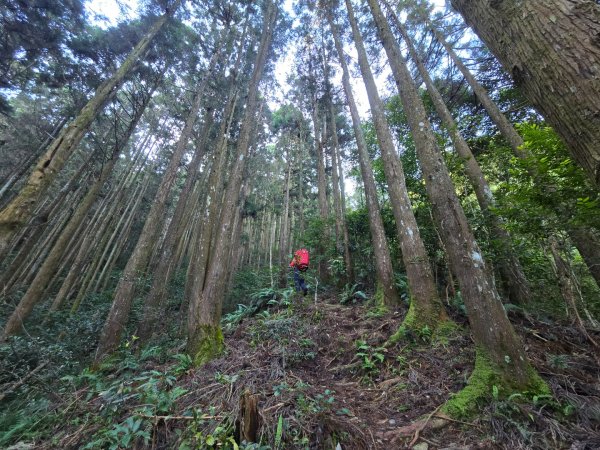 干卓萬山單座百岳驚見‘’萬大豹、水鹿大軍、圓月、雲海、藍天大景2632643