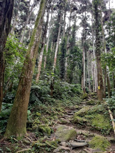 【新竹縣北埔鄉】五指山步道2833618