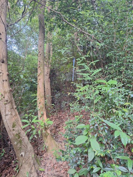 桃源里森林步道+龍鳳谷步道+坑子內山202509062880251