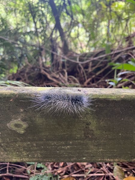 2025/6/28馬那邦山2823653