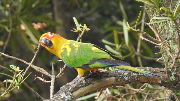 中正紀念堂-花鳥&大屯山雲海（山嵐）2/12703305