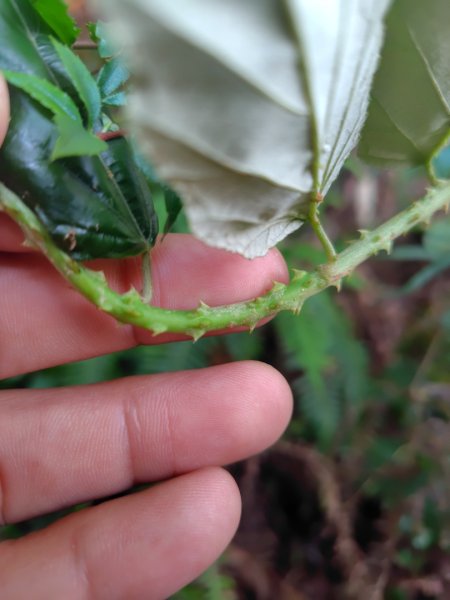 渭水之丘 烘爐地山 抹茶山 三角崙山2938718