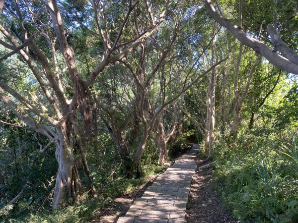 【四獸山攻略】虎豹獅象 O 型環走！完整四獸山輕鬆路線全收錄2906432