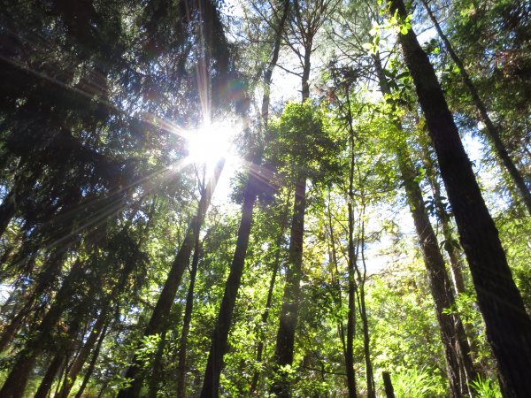 如童話般的森林步道-武陵桃山瀑布步道1190739