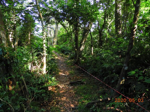 桃園 復興 枕頭山948036