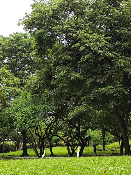 大安森林公園、港墘公園、大港墘公園【走路趣尋寶】【臺北健走趣】2582379