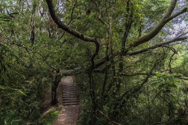 樹林與竹林交相的十二寮古道1368555