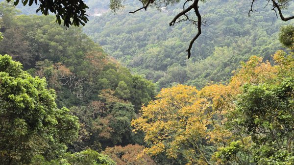 2025年元旦，熱血一日抓三座小百岳，聚興山、暗影山及阿罩霧山，在步步高昇的聚興山，祝您步步高昇。2690142