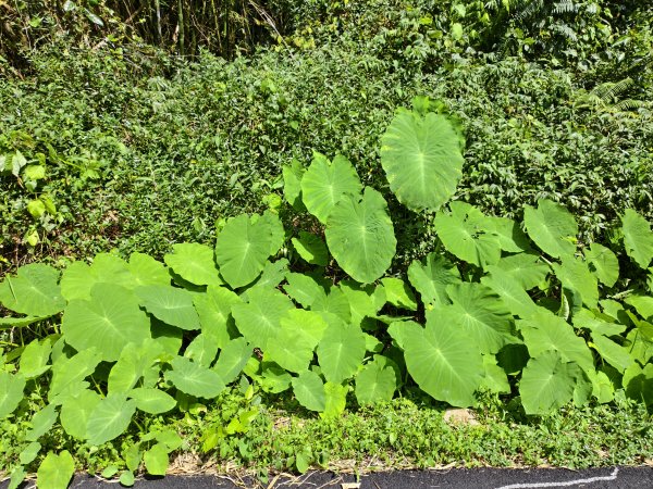 [百山百鳥尋旅-06/15] 2025_0830 貓囒山步道2875699