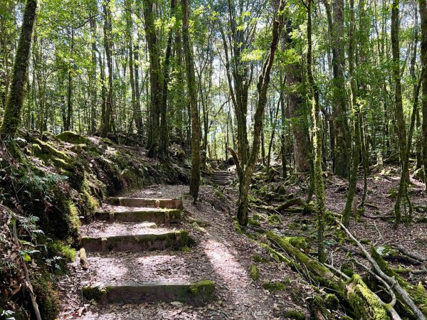 船型山環走大雪山210林道2978039