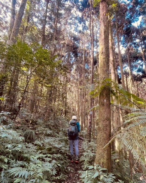 烏來大桶山野餐輕鬆愜意行2630313