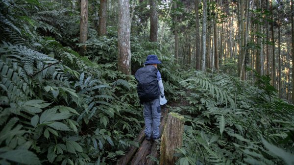 絕美而人煙稀少的柳杉林步道 - 光天高山 x 向天湖山1473844