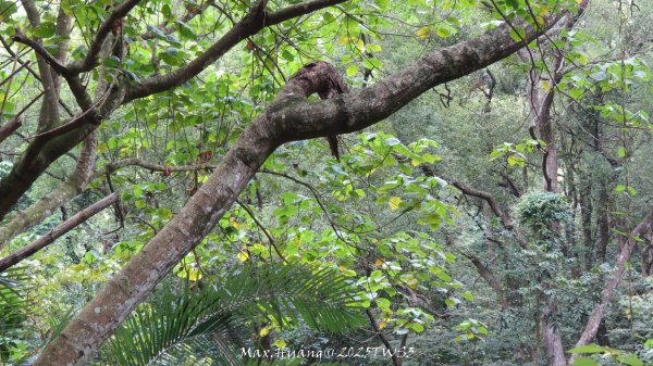 《南投》峰峰相連｜草屯九九峰森林步道O型202509062879322