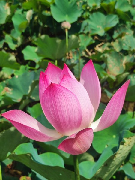 中坑荷花楓樹稻田3078845
