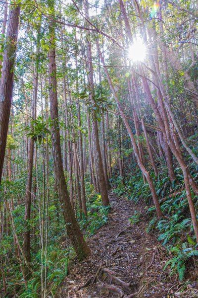 谷關七雄_八仙山2679617