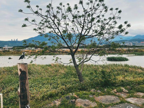 2023 臺北大縱走 8：捷運關渡站至華江雁鴨自然公園(上)2079503