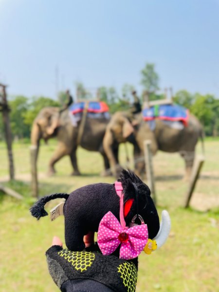 尼泊爾奇旺國家公園4天三夜2788903