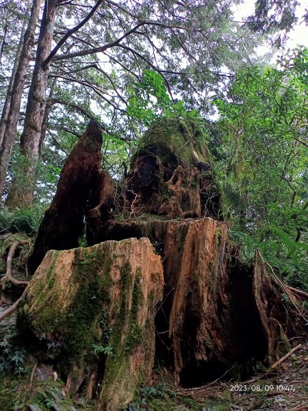 宜蘭太平山國家森林遊樂區 - 見晴懷古步道、檜木原始林步道（2-1 至蹦蹦車站）【台灣百大必訪步道】2245142