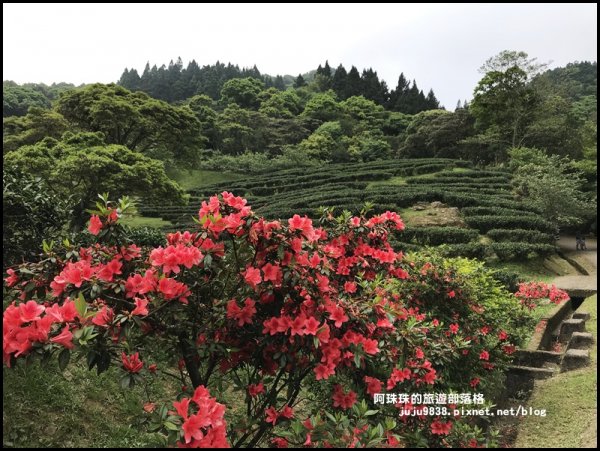 漫步熊空茶園柳杉林957456