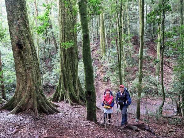 大雪山 鳶嘴西稜 大棟山連走長壽山 鳶嘴山1116552