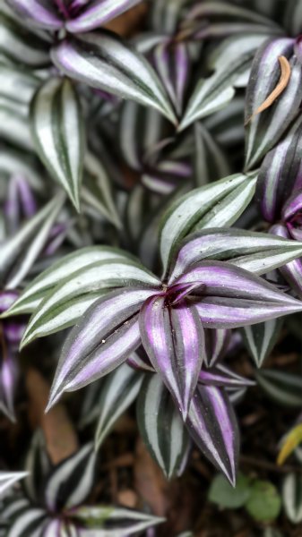 【台灣健行】台中大坑 5-1、5 頭嵙山2879638