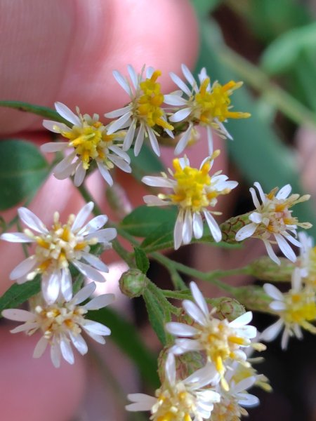 東埔走八通關古道訪龍貓公車繞對關山O型2962768