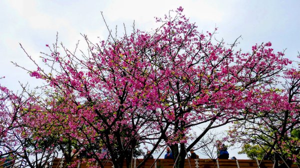 《青玉案・樂活櫻雲照水》2709190