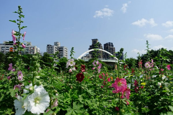 【新聞】美拍新熱點 北市古亭河濱蜀葵花海盛開