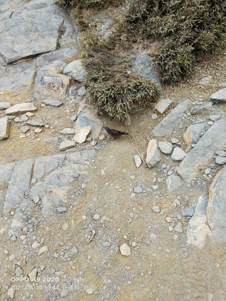 合歡西北峰越野跑1492979