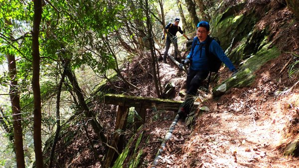 尋幽訪古遊走千年巨木和幻霧美森的樂山林道2882357