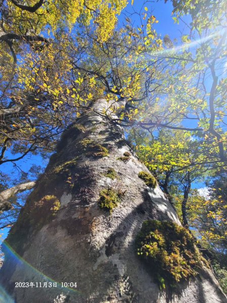 三星山+三星池+望洋山+太平山山毛櫸2432929