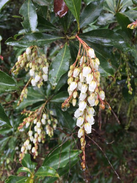 福山植物園1169006