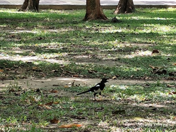 前港公園、大安森林公園、大港墘公園【走路趣尋寶】【臺北健走趣】2591726