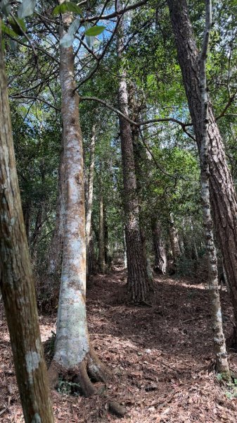 埔里六秀 《有勝山 2105m》2025 12/132961235