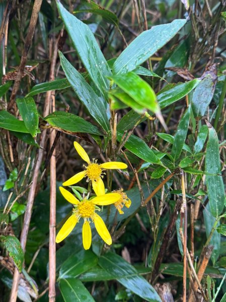 灣坑頭山(小百岳#82)2884258