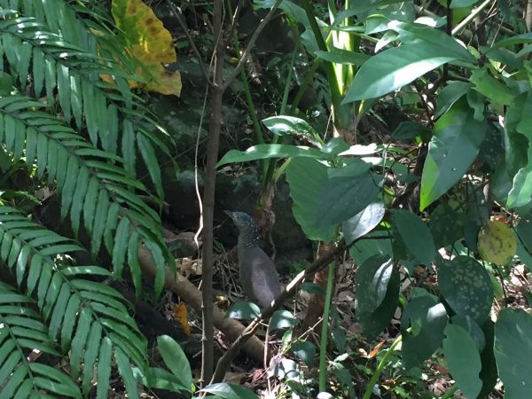 景美仙跡岩淨山392544