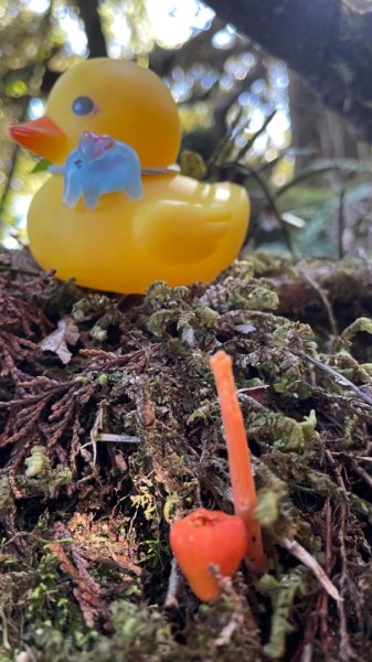 塔魔巴2天1夜來回/復興尖-四稜溫泉2357244