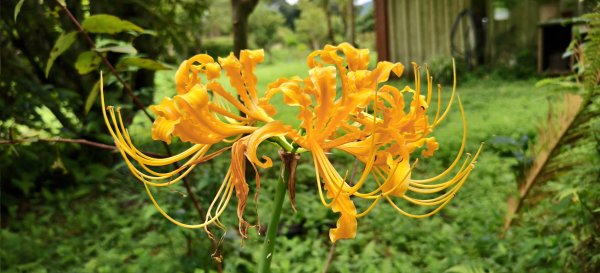 2025/09/20_鵝公髻山步道2892264