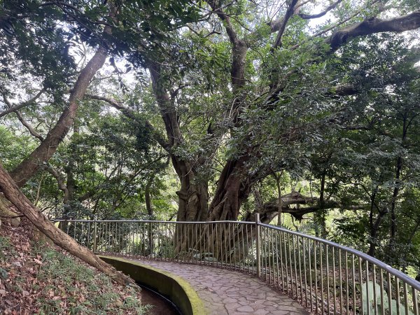 2024_1020 貴子坑親山步道2634262