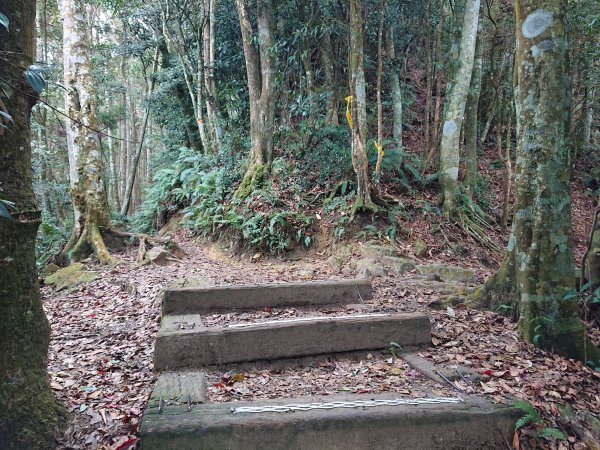 橫嶺山木馬古道+橫嶺山、沙蓮山2026786