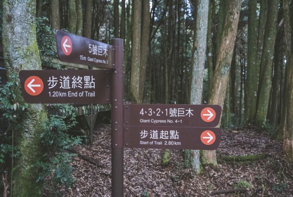 檜山巨木森林步道1177164