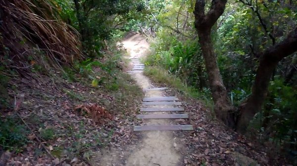 20221229 阿罩霧山 中心瓏步道 玉蘭谷 櫻花步道 大O型1975662