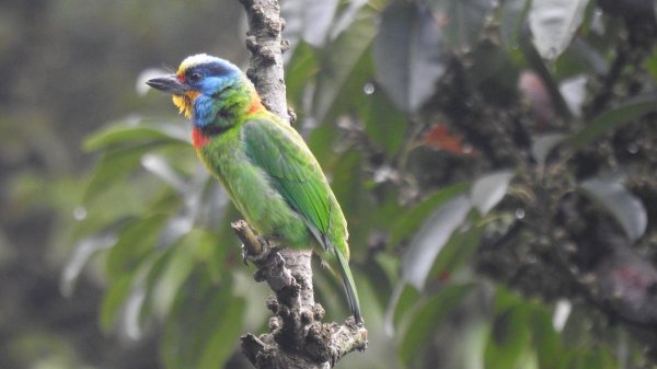 五色鳥和鐘萼木&夕陽晚霞 4/202766541
