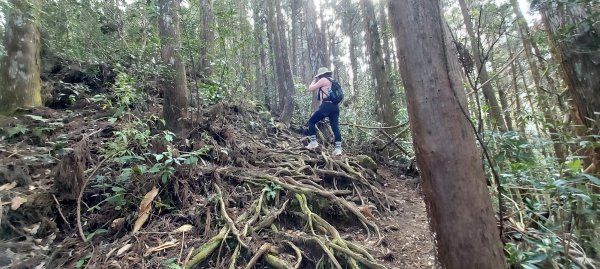 20250218 金柑樹山+忘憂森林2719534