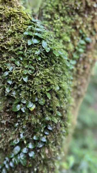 20250708 四堵古道2837742