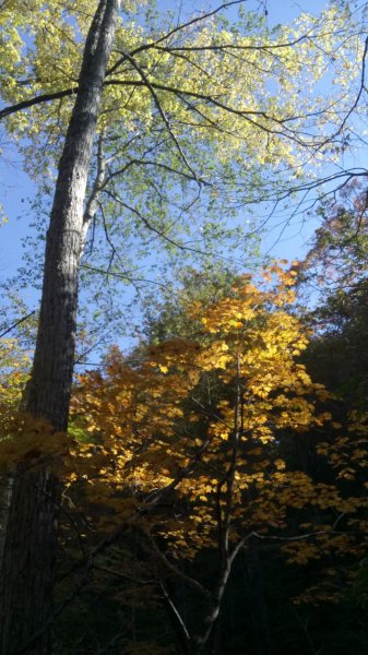 奧入瀨溪健行444364