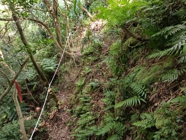 瑞芳區驚險驚嚇+短暫迷途的半屏大瀑布(瀑布稜)+小錐麓古道2886057