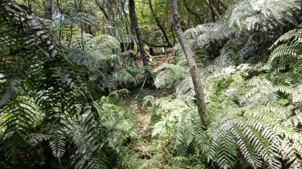 基隆市石象山-石獅山Y字走3116675